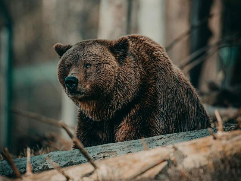 A medve nem csupán egy egyszerű játékfigura, különösen a tél közeledtével, amikor a természet élete és a vadon titkai egyre inkább felerősödnek.
