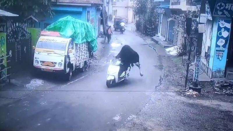 Képzeld el, ahogy egy kóbor bika váratlanul felbukkan egy forgalmas utcán, és a figyelmet egy robogóra tereli. A helyzet egyedülálló, ahogy a bika szenvedélyesen közelít a járműhöz, majd hirtelen elragadja azt, mintha csak egy játék lenne. A szórakoztató 