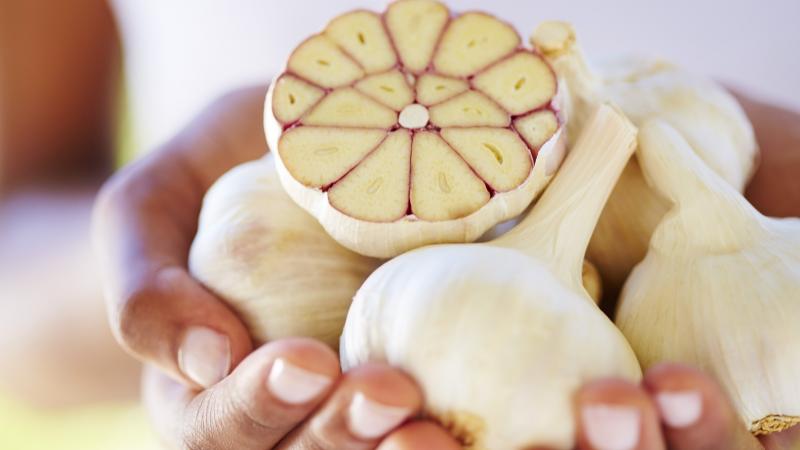 A fokhagyma, ez a sokoldalú és aromás növény, nem csupán ízesítője ételeinknek, hanem számos jótékony hatással is bír, amelyek évszázadok óta ismertek. Az alábbiakban bemutatjuk a fokhagyma gyógyító tulajdonságait:

1. **Antibakteriális és antivirális hat