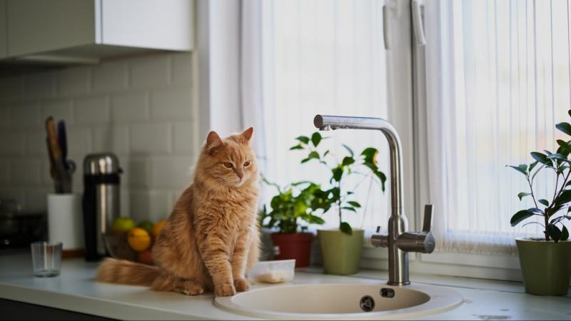 A vízigények drámai módon megugrottak, ami miatt öt Pest megyei településen ideiglenes vízhiány léphet fel az ivóvízellátásban.
