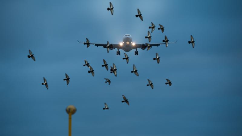 Néhány napon belül fény derülhet arra, mi állhat az Air India repülőgépének titokzatos balesete mögött.