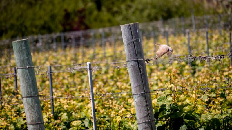 A kutatók meglepetten tapasztalták, hogy váratlan felfedezések sora bontakozott ki ezen állatokkal kapcsolatban - Agrárszektor.