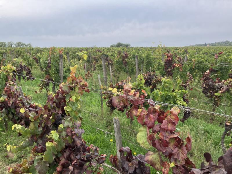 A Tokaji borvidék varázslatos tájain sajnos megjelent a gyilkos szőlővész, ami aggodalomra ad okot.
