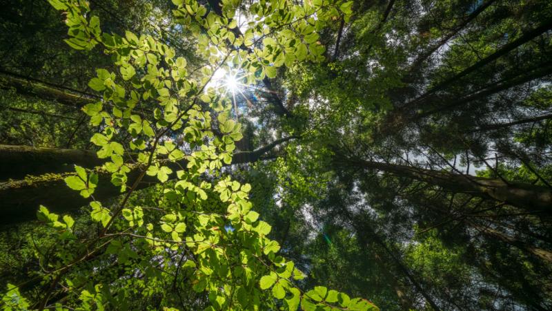 Meglepő változás a klímaváltozás terén: az esőerdők potenciálisan több kárt okozhatnak, mint amennyi előnyhöz juttatnak - Pénzcentrum.