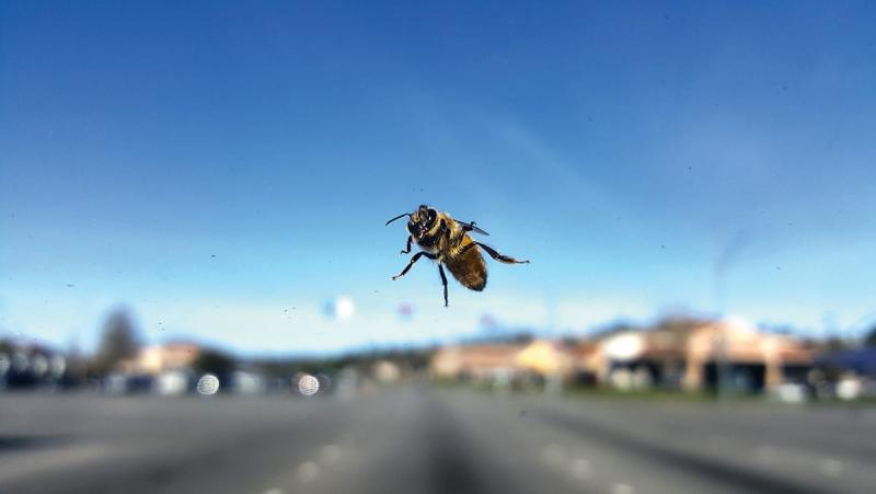Az utóbbi évtizedek legnagyobb méztermelési válsága körvonalazódik idén Magyarországon, és ez csupán a kezdeti lépés a nehézségek sorozatában.