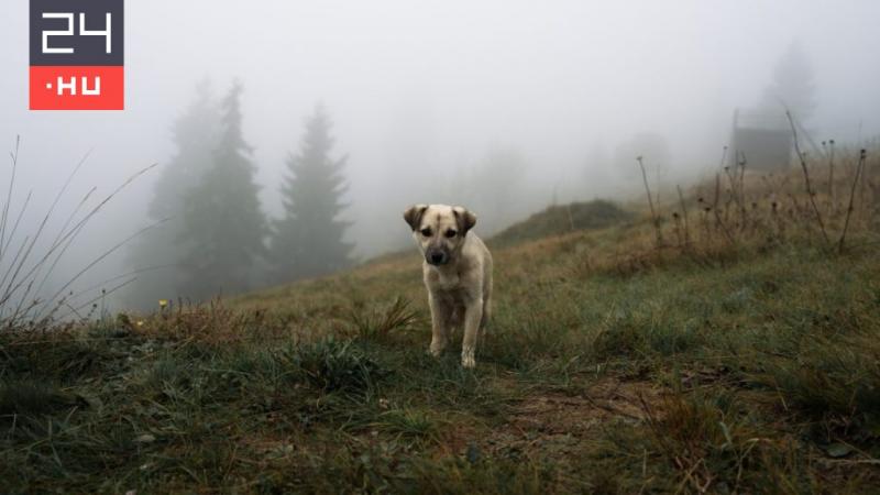 A téli időszámítás kezdetén ködös, misztikus hangulat lengi körül a reggelt. A nap első fényei még harcolnak a sűrű köd takarásával, amelybe a táj belesimul. A hűvös levegőben a természet csendje érezhető, mintha minden várakozna a következő napokra. A sö