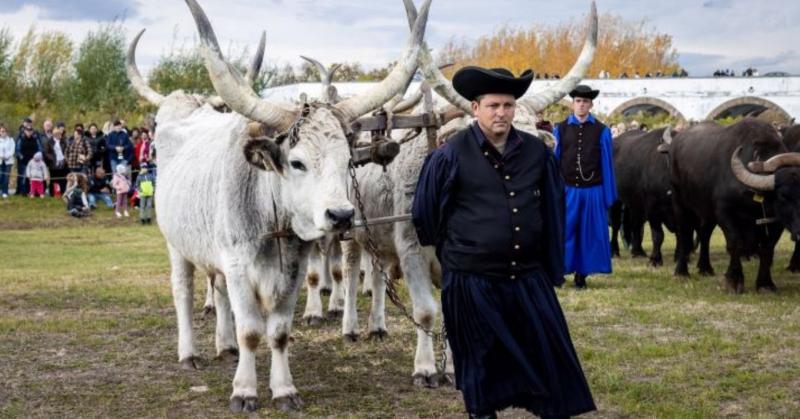 Szent Dömötör napján a Hortobágyon – a hagyományok és a pásztori becsület ünnepe

Szent Dömötör napja, a Hortobágy szívében, nem csupán egy dátum a naptárban; ez a nap a magyar pásztorok örökségének ünnepléséről szól. A végtelen pusztaság, a szélben hajla