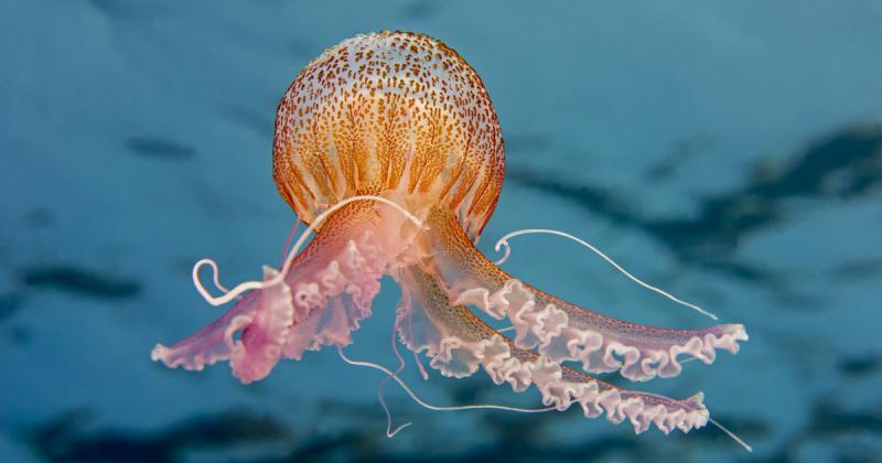 Mennyire naivak az állatvilág egyszerűbb képviselői?